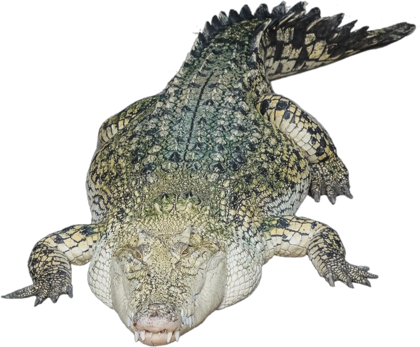 Nile Crocodile Alligator Crocodile Png Croc Png