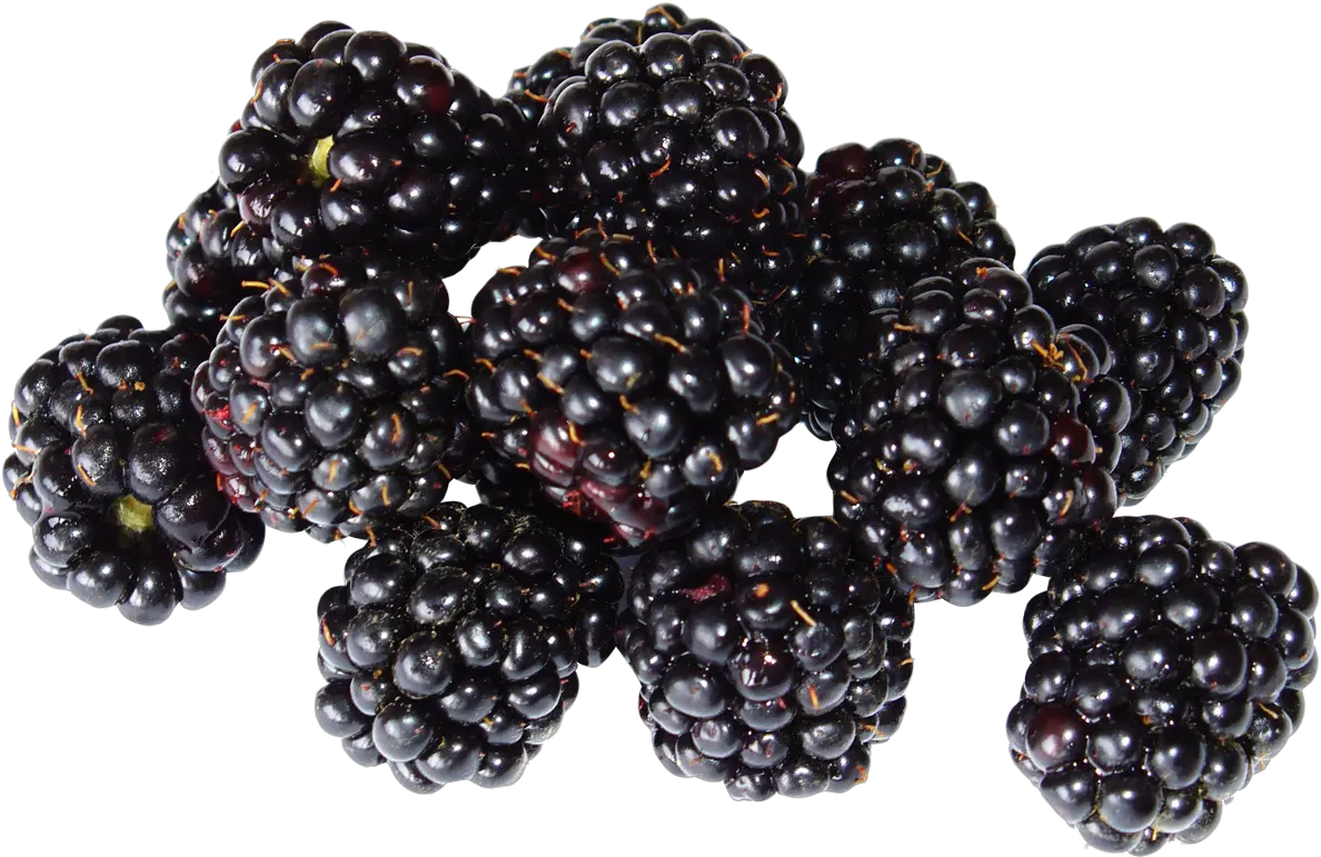 Berries Png And Vectors For Free Black Raspberry Png Berries Png