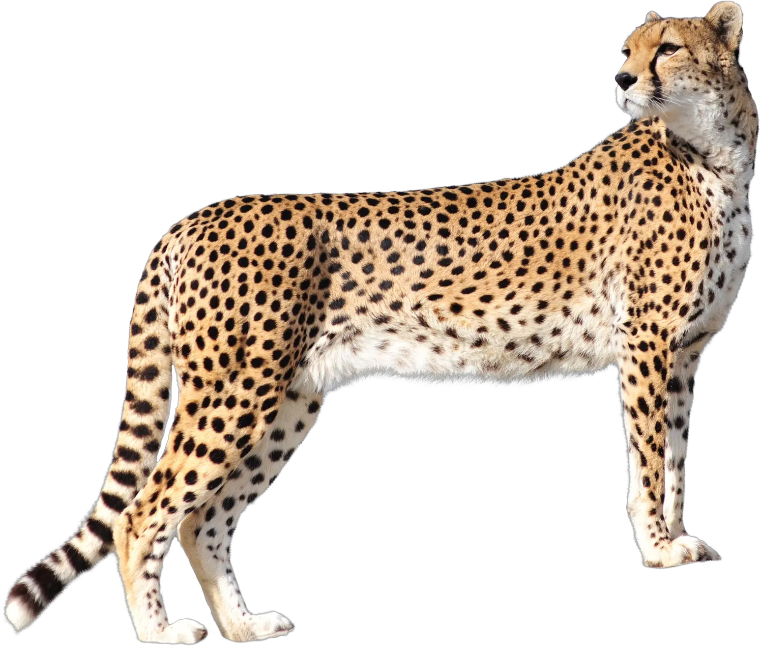 Leopard Png Images Cheetah Png Transparent Leopard Png