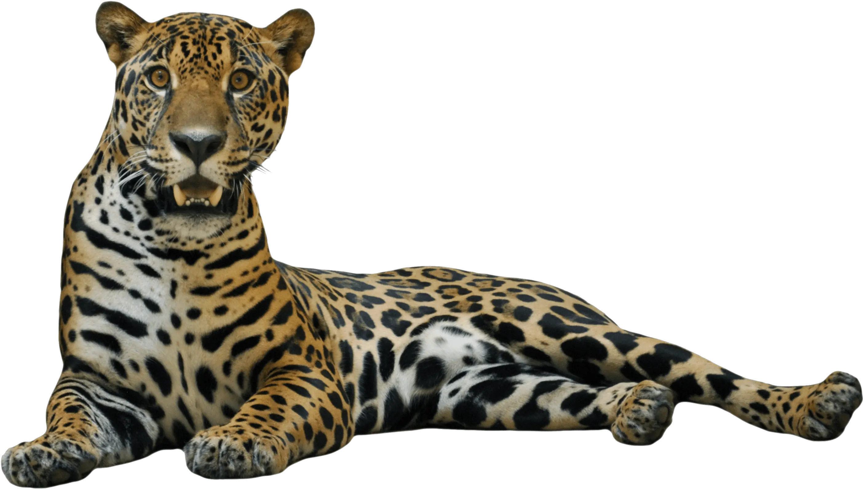 Sitting Leopard Png Image Jaguar Png Transparent Leopard Png