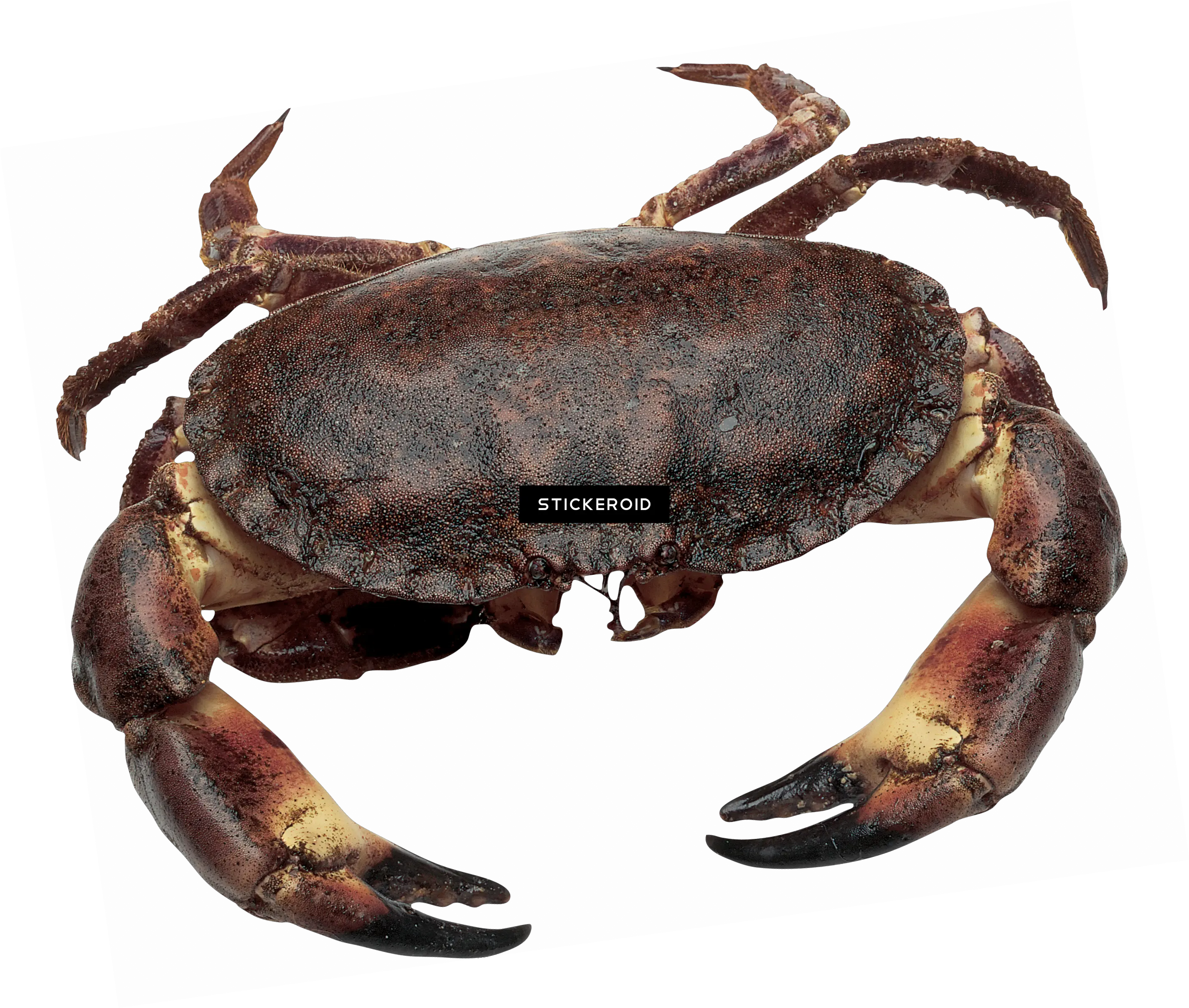 Download Crab Pincer Of A Crab Png Crab Png