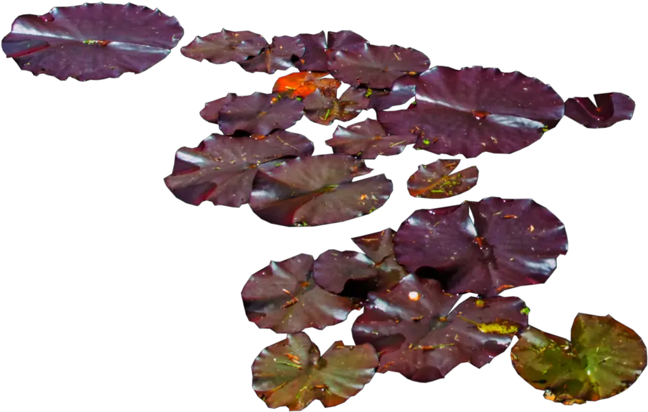 Download Water Lily Png Purple Leaves Water Lilies Water Lily Png