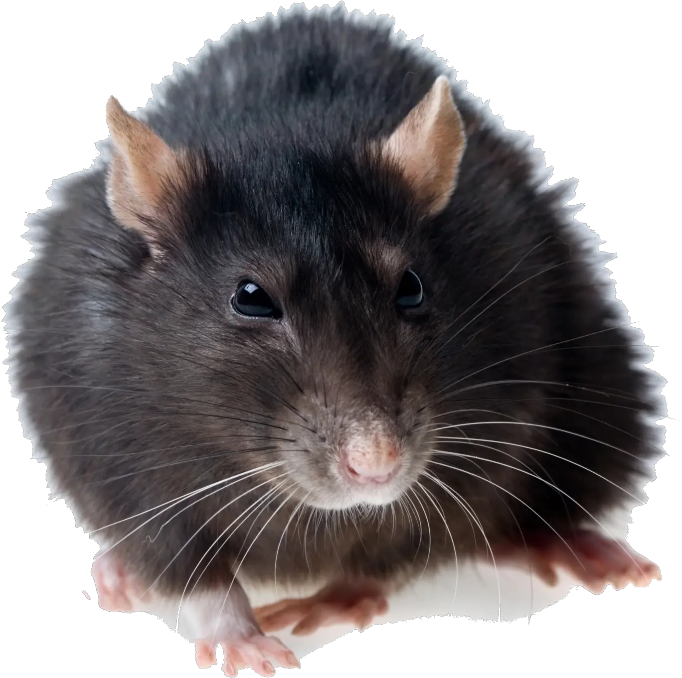 Rat Transparent Png Rat Png Rat Transparent