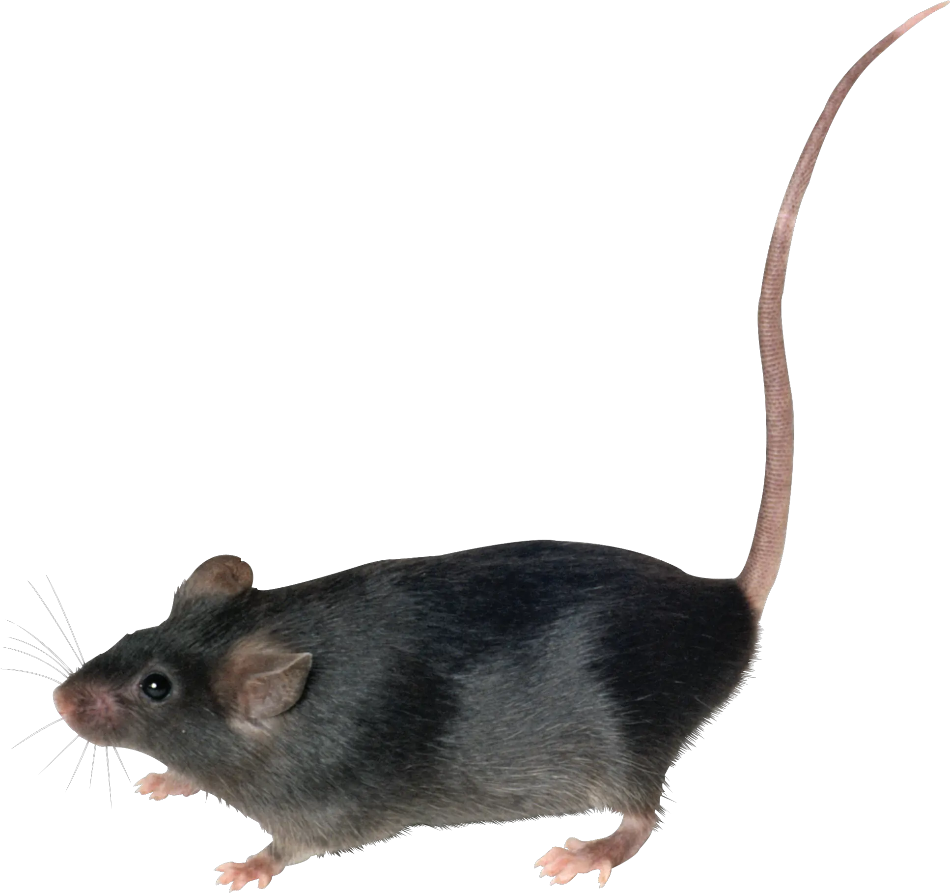Rat Png Picture Rat Png Rat Transparent