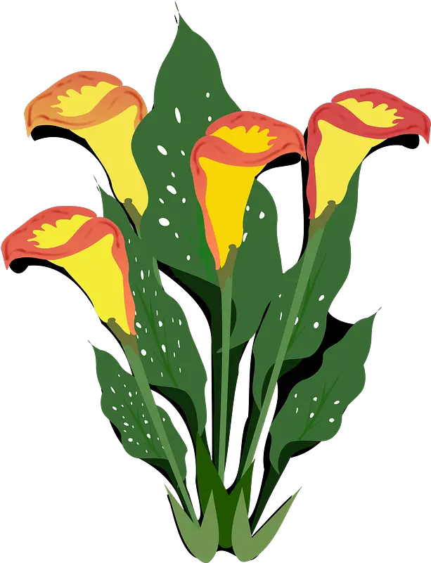 Yellow Calla Lilies Clipart Ornamental Plants Clip Art Png Calla Lily Png