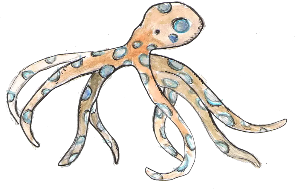 Blue Ring Octopus Octopus Png Octopus Png