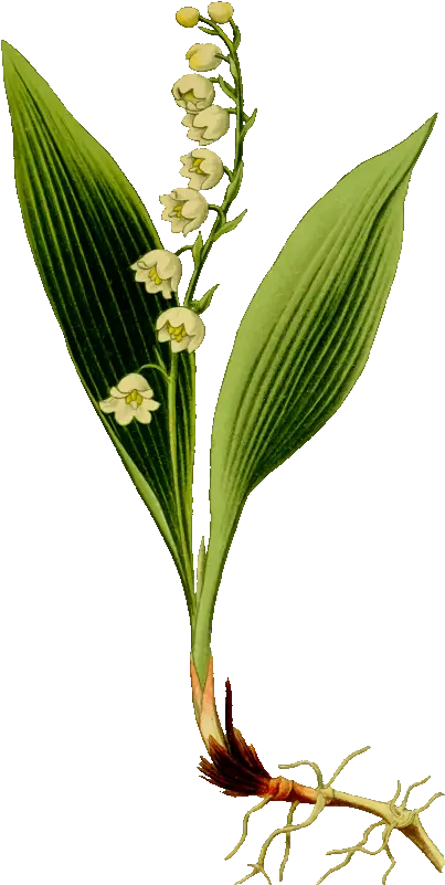 Download Lily Of The Valley Konvalinka Png Transparent Lily Of The Valley Svg Lillies Png