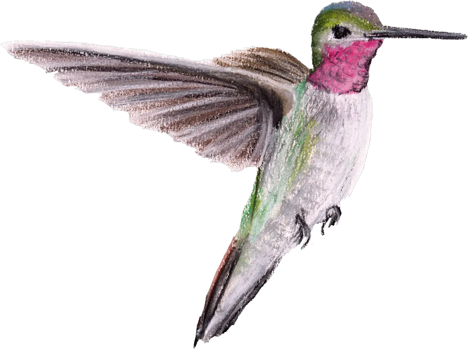 Ruby Hummingbirds Png Hummingbird Png