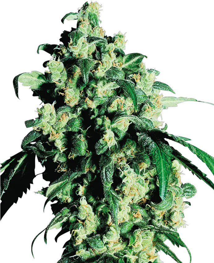 Temperate Continental Super Skunk Sensi Seeds Png Indica Icon