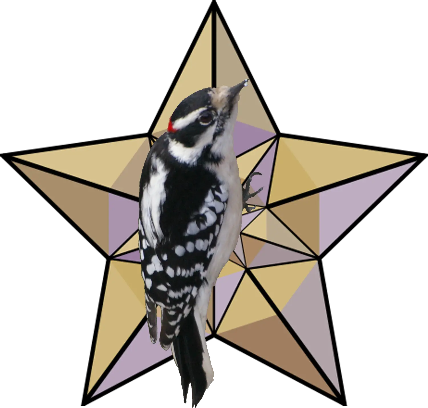 Fileflsweepslogopng Wikipedia Mugshots Hendry County Fl Woodpecker Png