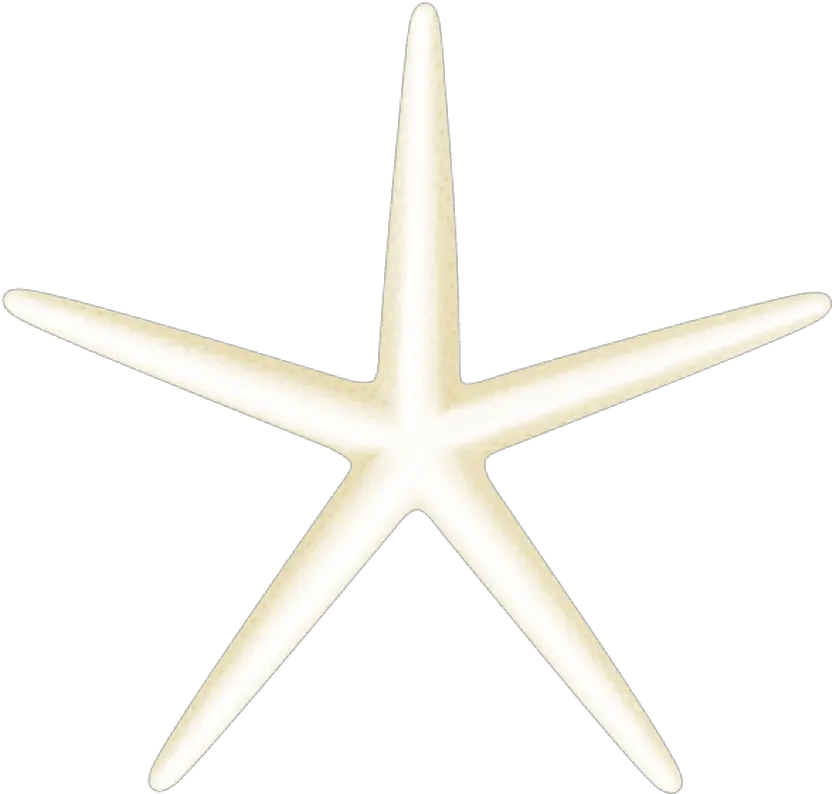 Download Hd Free Png Starfish Yamaguchi Xavier Memorial Church Starfish Transparent