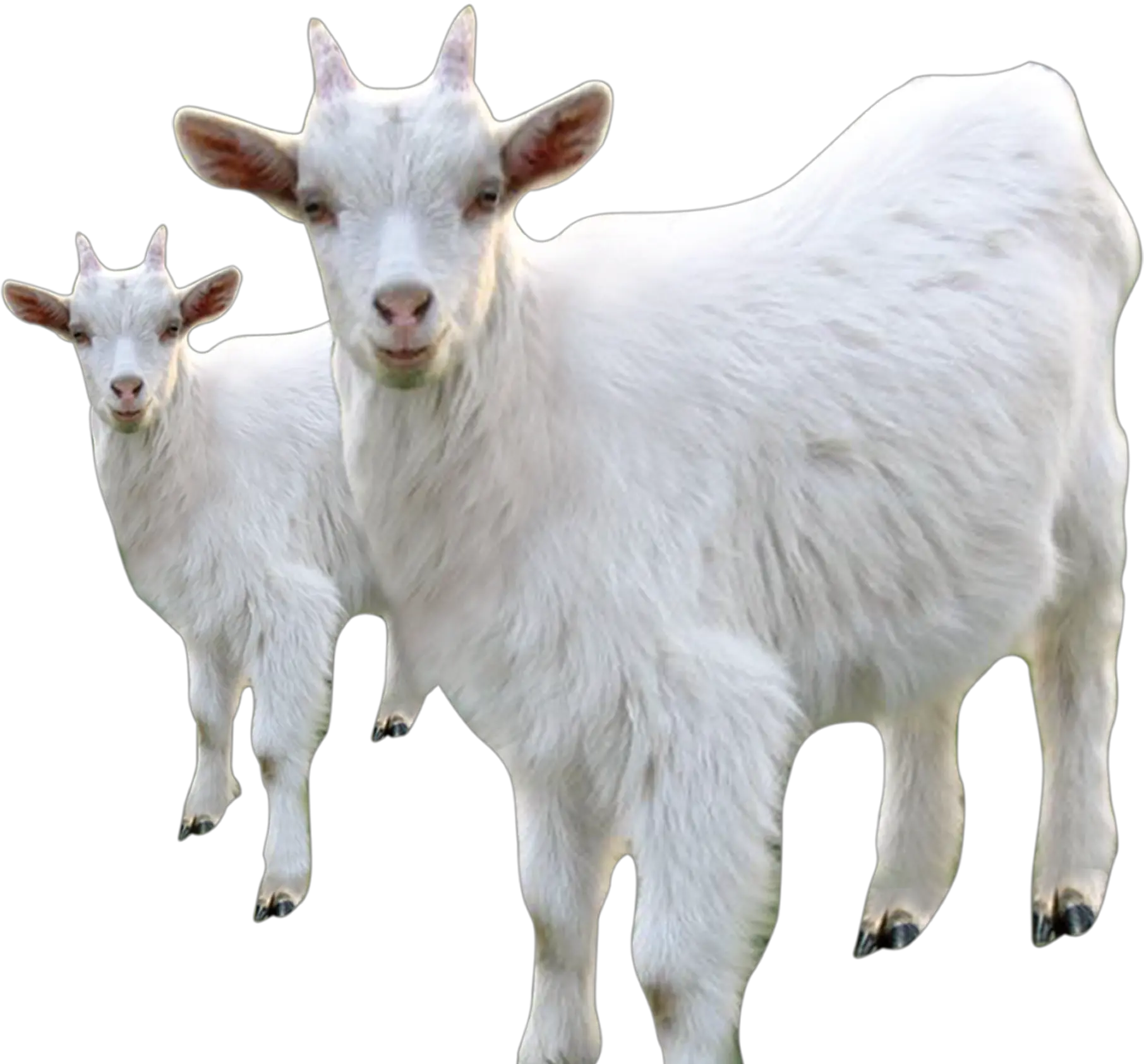 Goat Sheep Milk Livestock White Goat Png Goats Png
