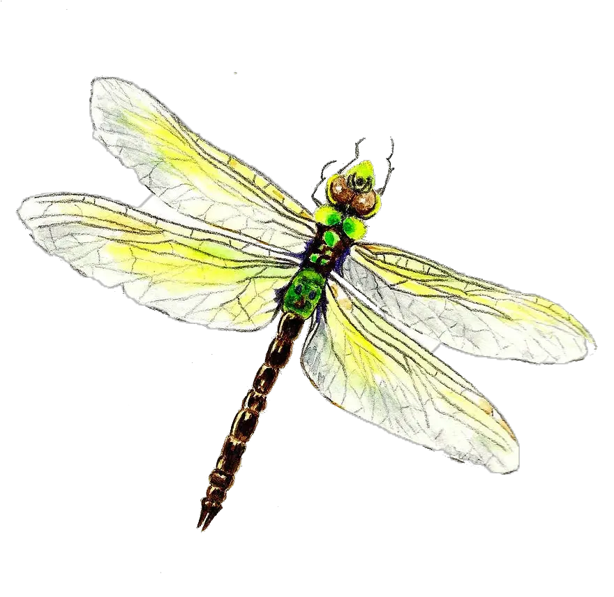 Dragonfly Png Download Image