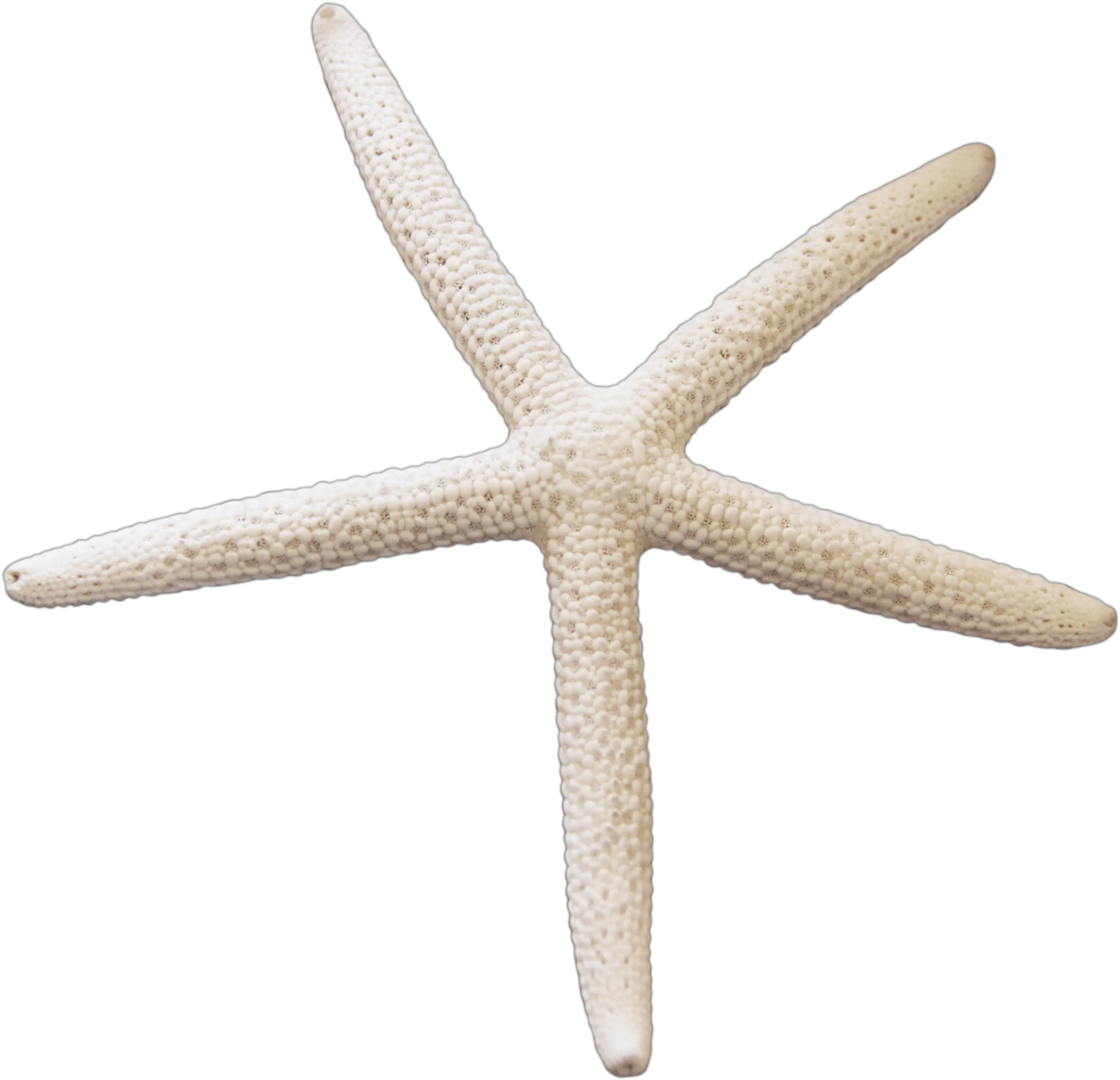 Starfish Png Png Starfish Starfish Transparent