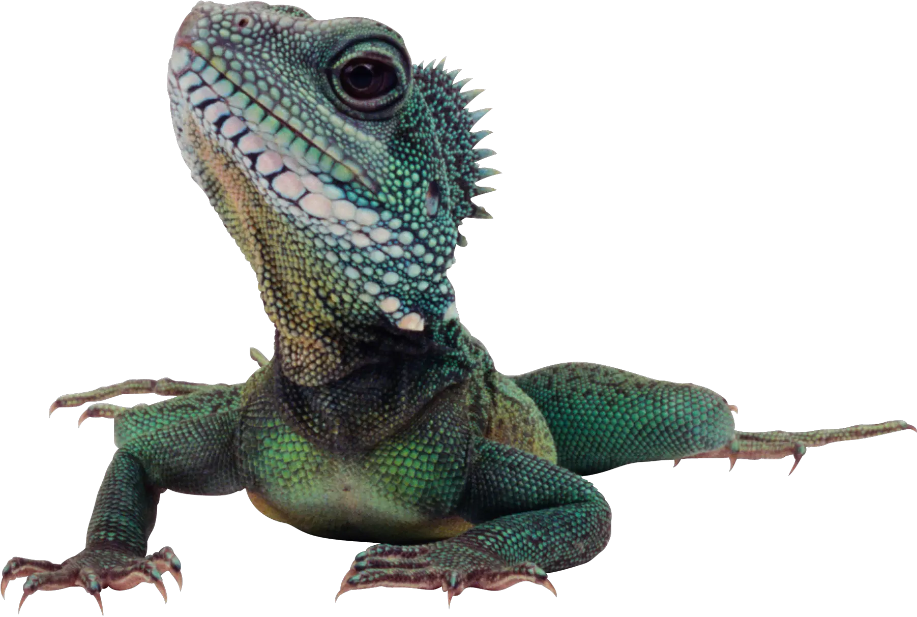 Lizards With Transparent Background Png Lizard Png Lizard Transparent