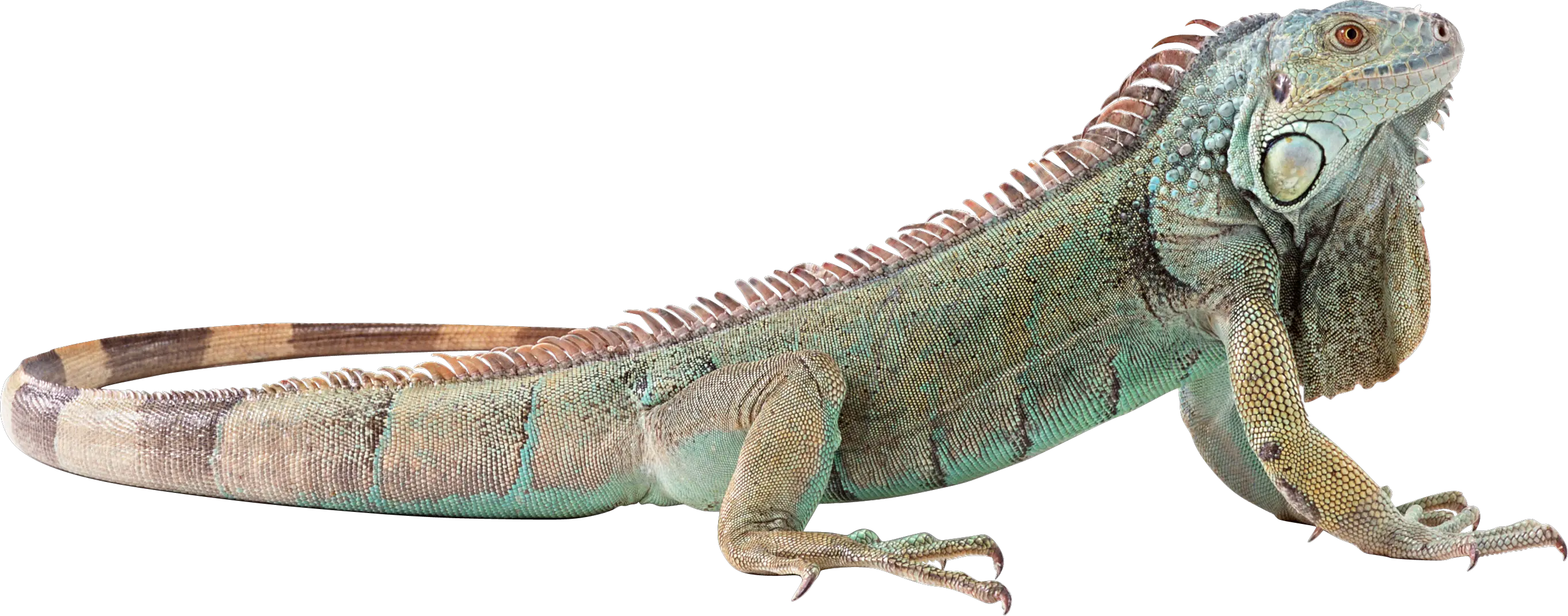 Png Lizard Iguana Png Lizard Transparent
