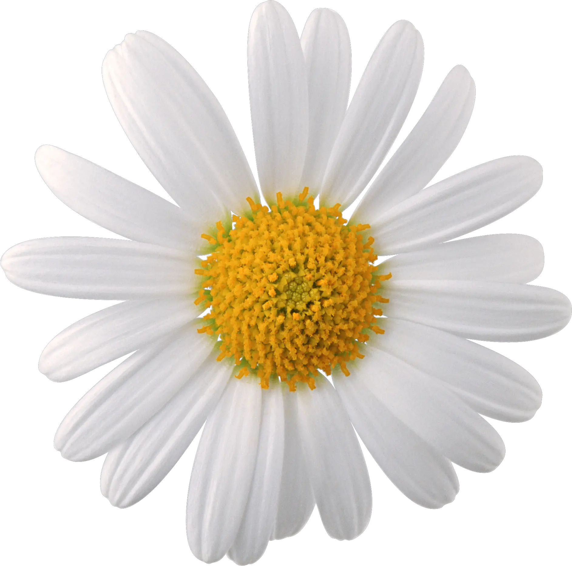 Daisy Png Tumblr Picture Chamomile Png Daisy Png
