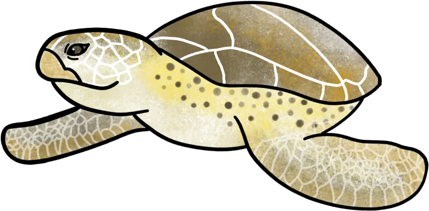 Illustrations Constant Designer Ridley Sea Turtle Png Turtle Png