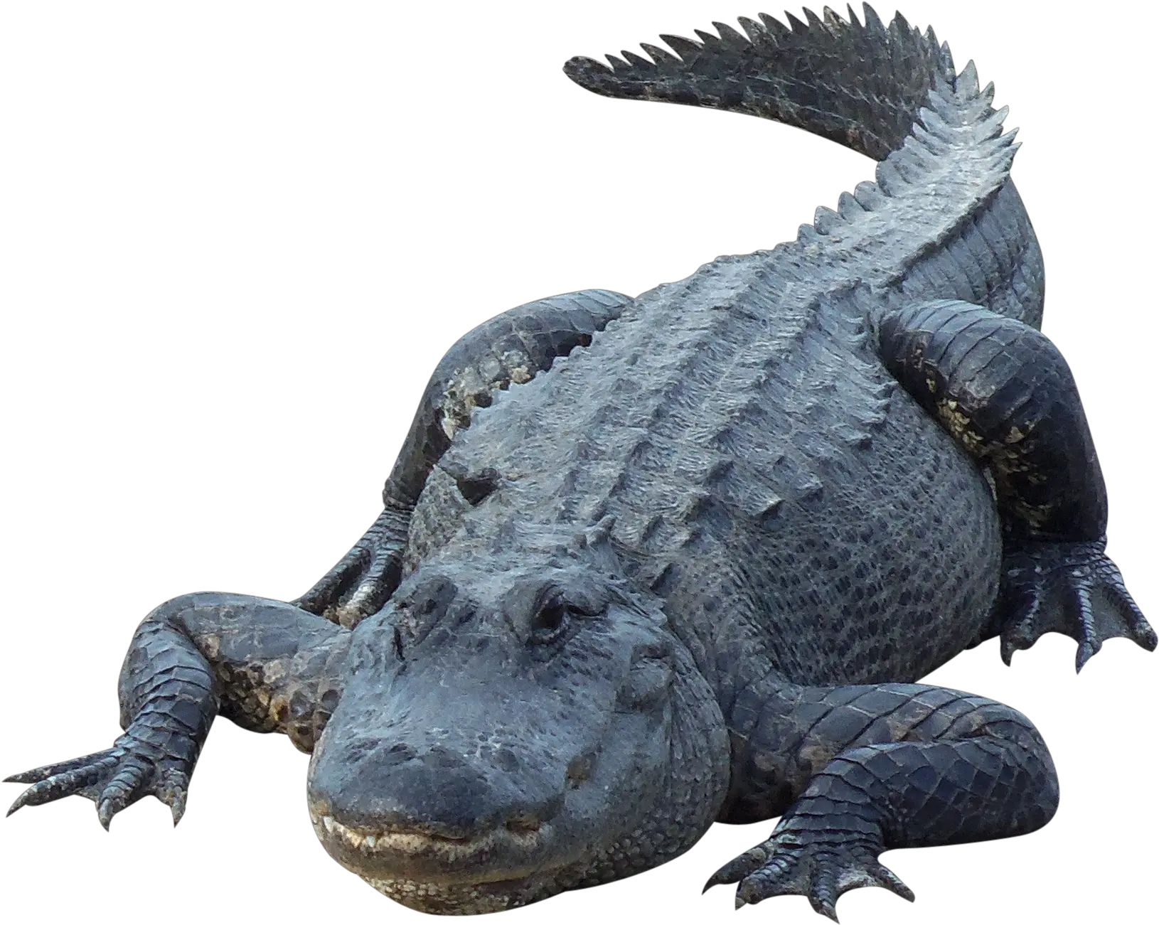 Crocodile Png Gator