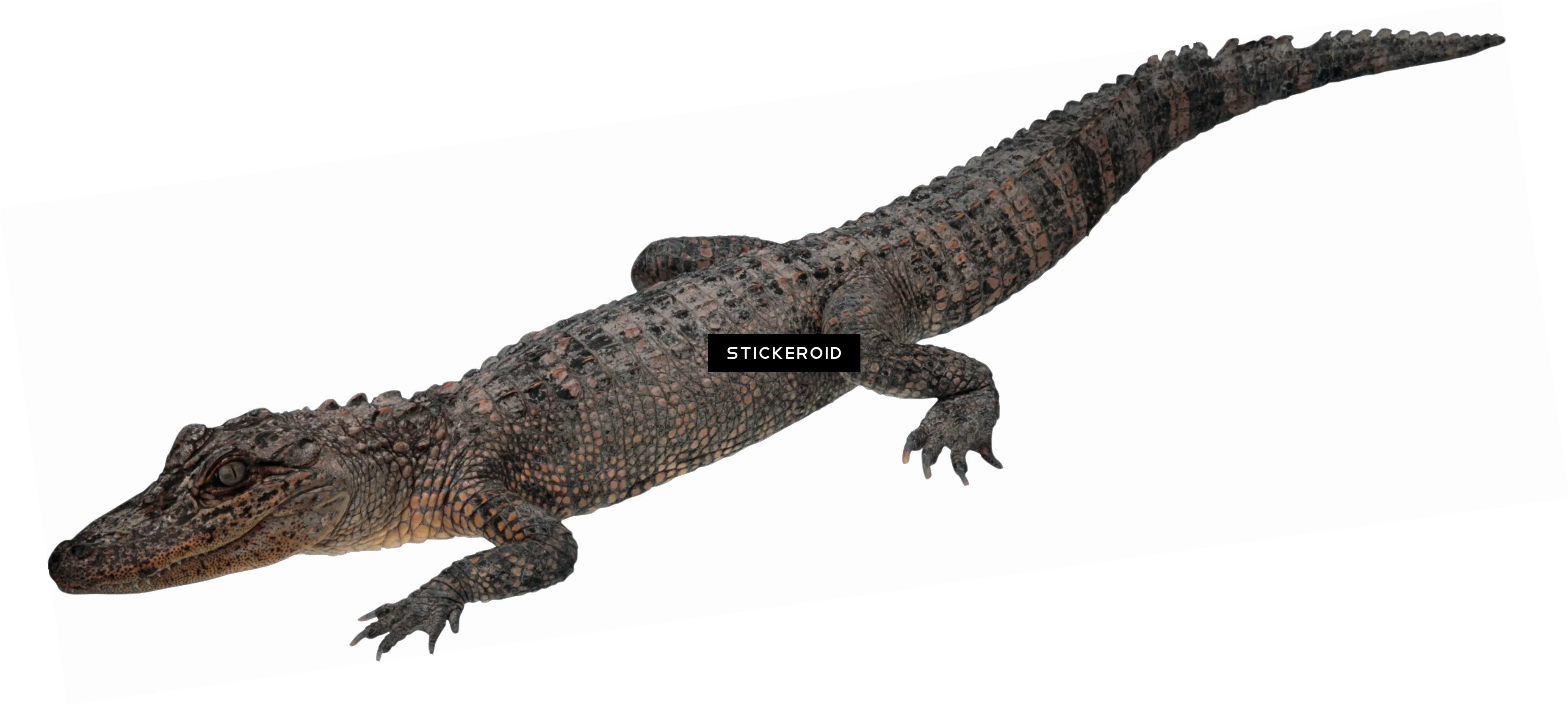Download Crocodile Gator Png Image With American Crocodile Gator Png