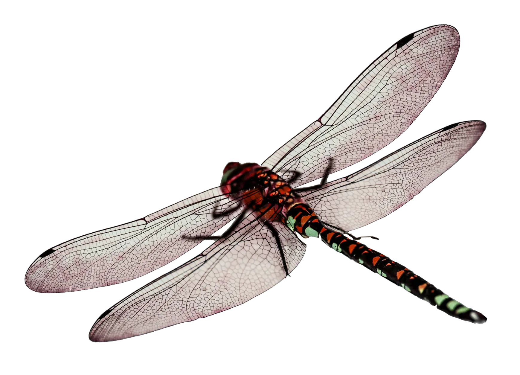 Dragonfly Png Transparent Ima Png Dragonfly Dragonfly Png