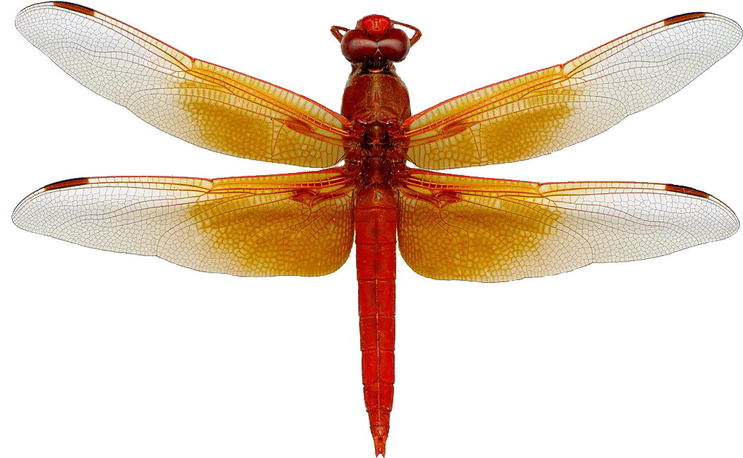 Dragonfly Png 3 Image Dragonfly Png Dragonfly Png