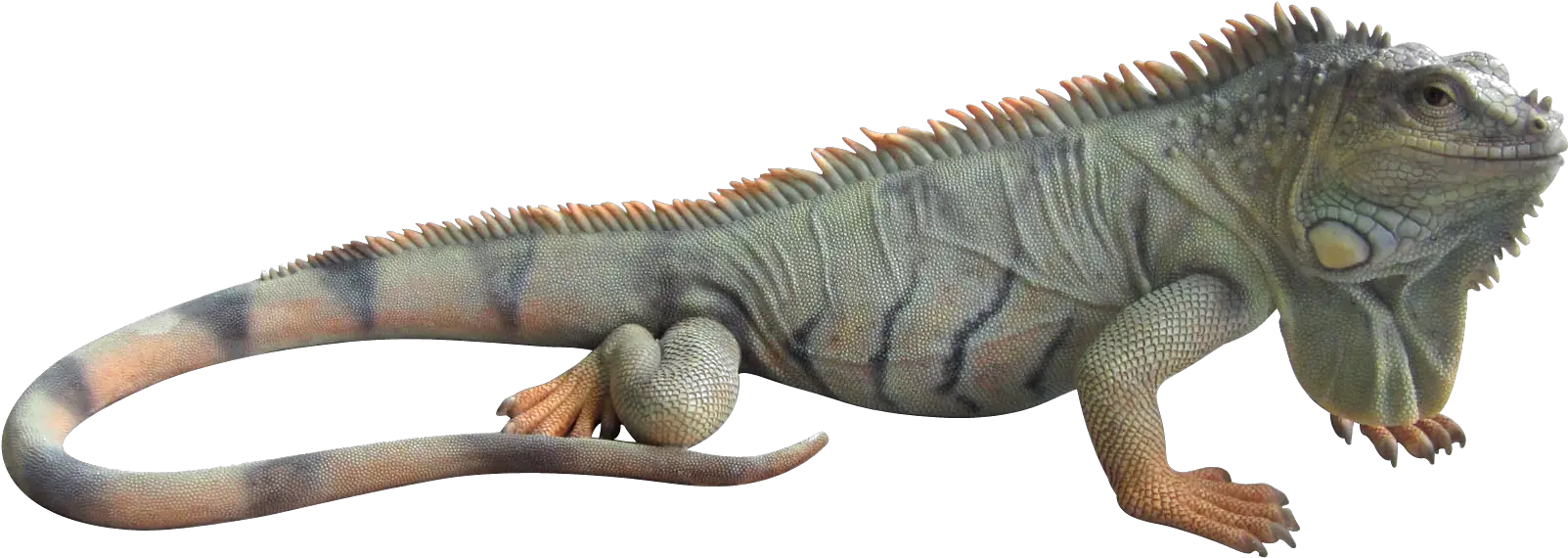 Iguana Png 4 Image Png Iguana Iguana Png