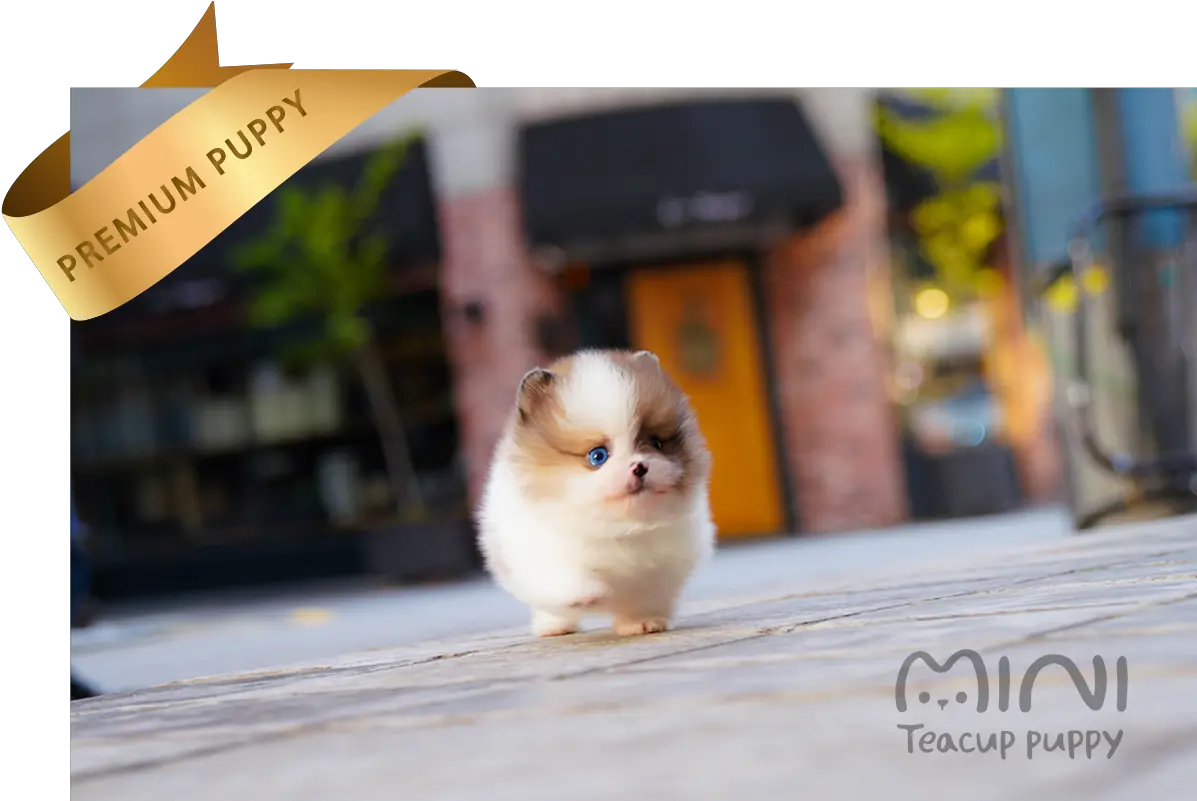 Benny Teacup Puppy Png Pomeranian Png