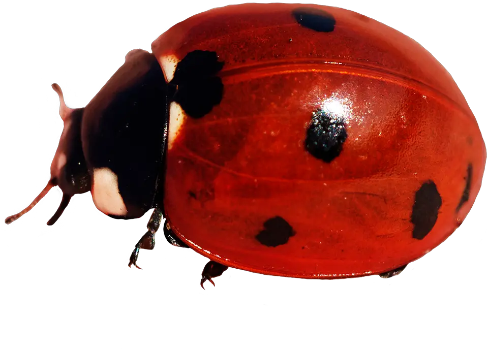 Ladybug Clipart Ladybug Png Lady Bug Png