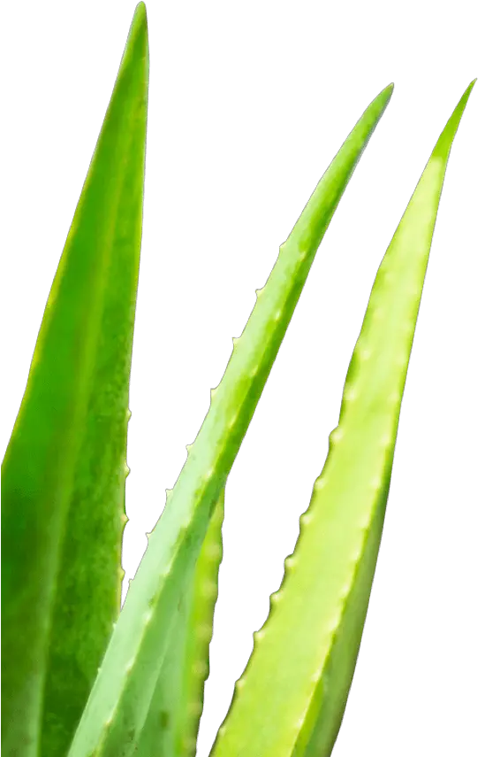 Detoxwater Prebiotic Aloe Vera Infused Water U2013 Detoxwater Agave Png Aloe Png