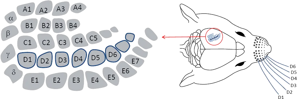 Whiskerspng Rat Barrel Cortex Whiskers Png