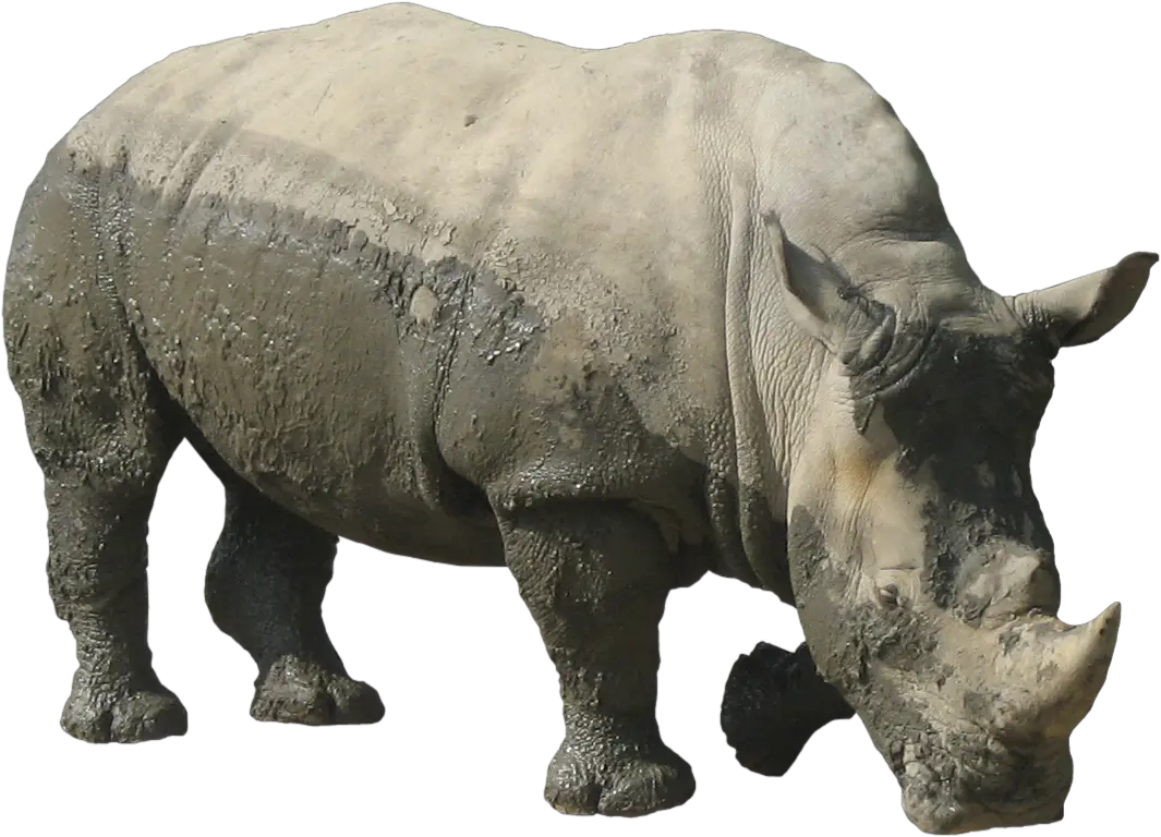 Rhinoceros Png Transparent Images Rhino Png Rhino Png