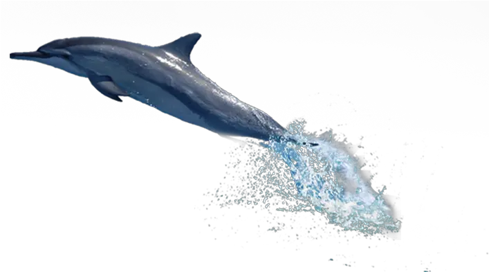 Dolphin Png Transparent Free Images Only Dolphin Jumping Out Of Water Png Fish Png Transparent