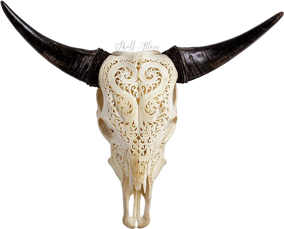 Texas Longhorn Animal Skulls Bull Decorated Cow Skulls Png Longhorn Png
