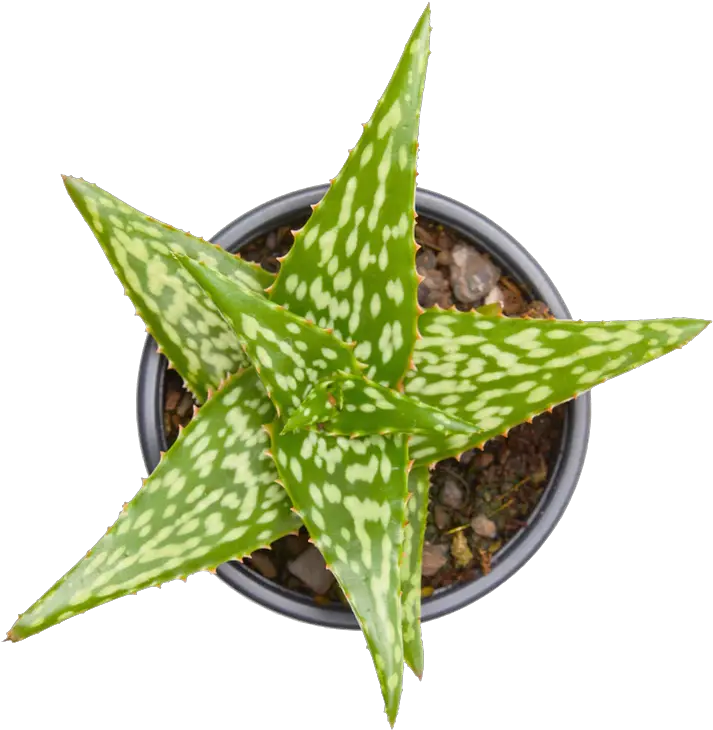 Avera Organics U2013 Natural Skincare Aloe Vera Png Aloe Vera Plant Png