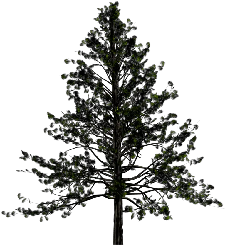 Fir Tree Png Black And White Transparent Pine Tree Free Png Black Tree Png