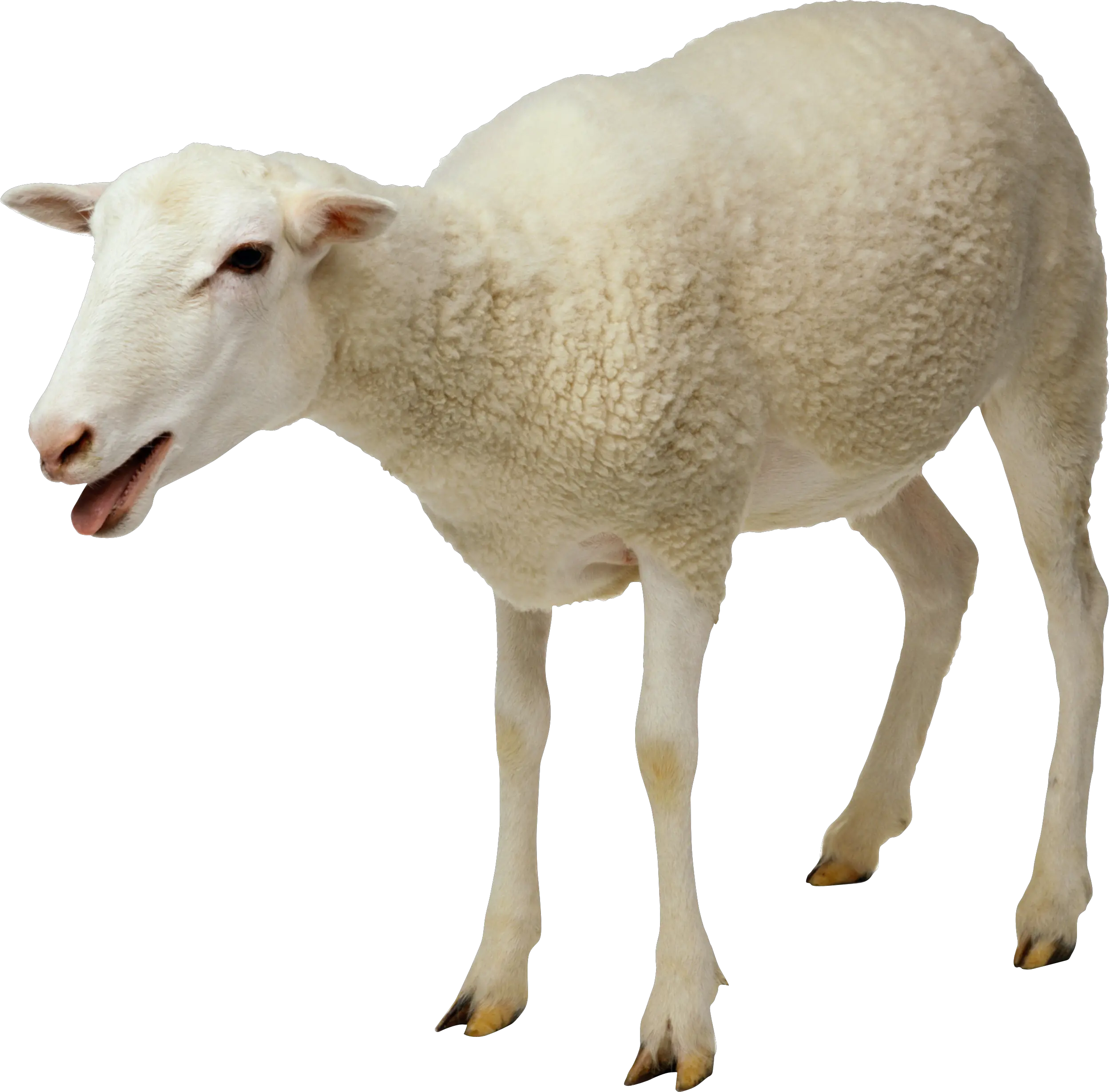 Sheep Png Free Download 17 Sheep Png Sheep Png
