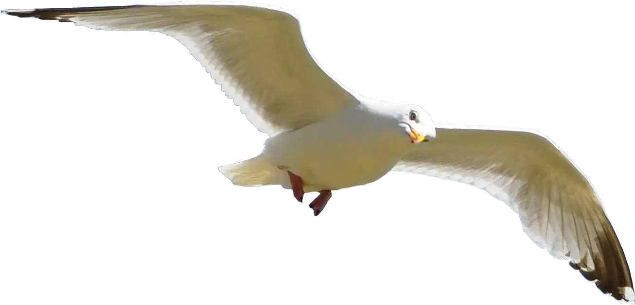 Flying Bird Png Download Free Clip Seagull Flying Transparent Background Fly Png