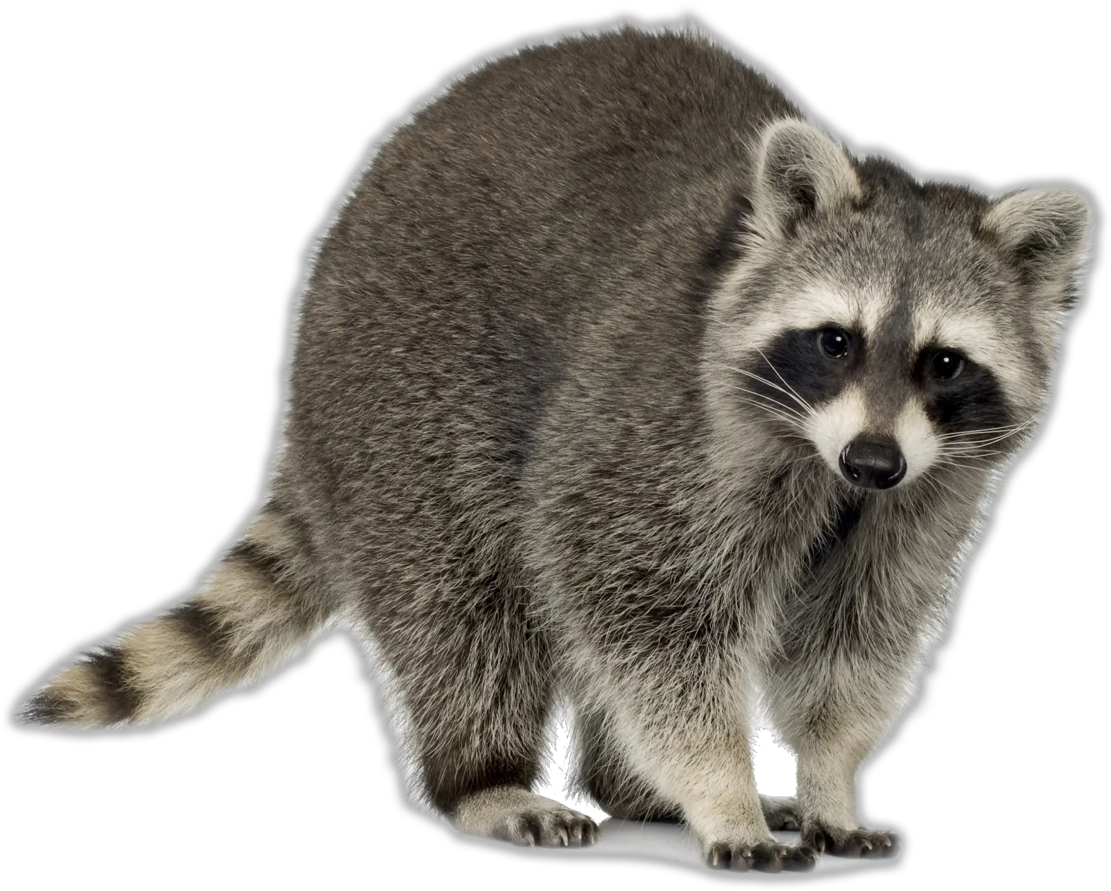 Raccoons In Suburbia Utah Banner Racoon Png Raccoon Png