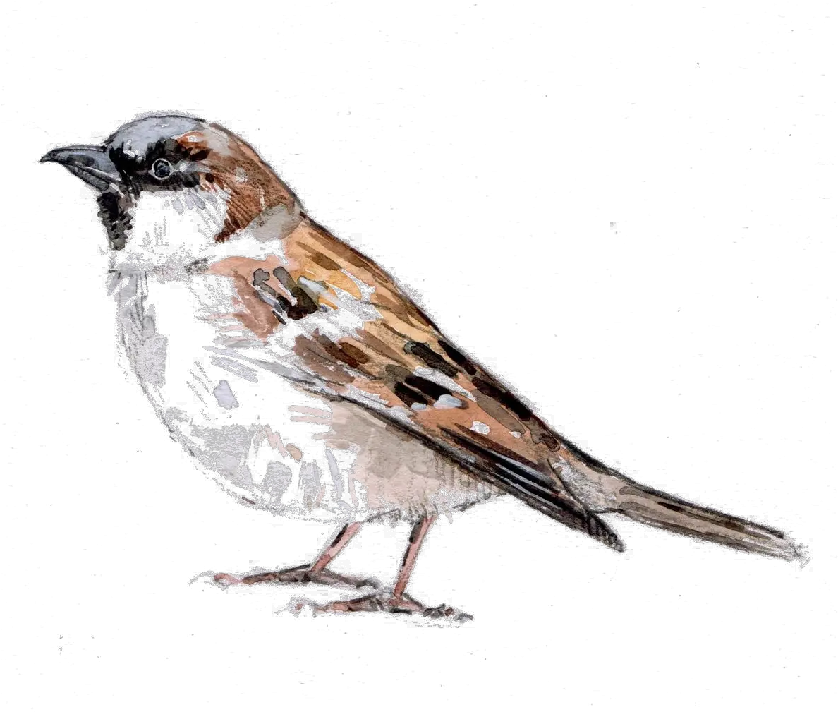 Sparrow Png Download Image Gorrión Png Sparrow Png