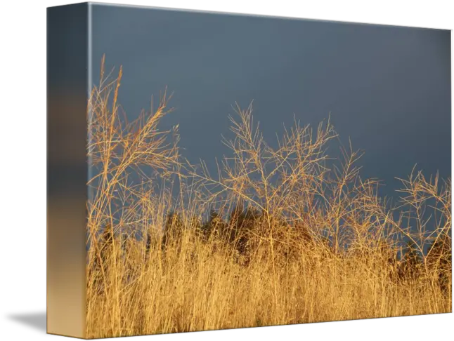 Wild Grass In The Wind Grass Png Wild Grass Png