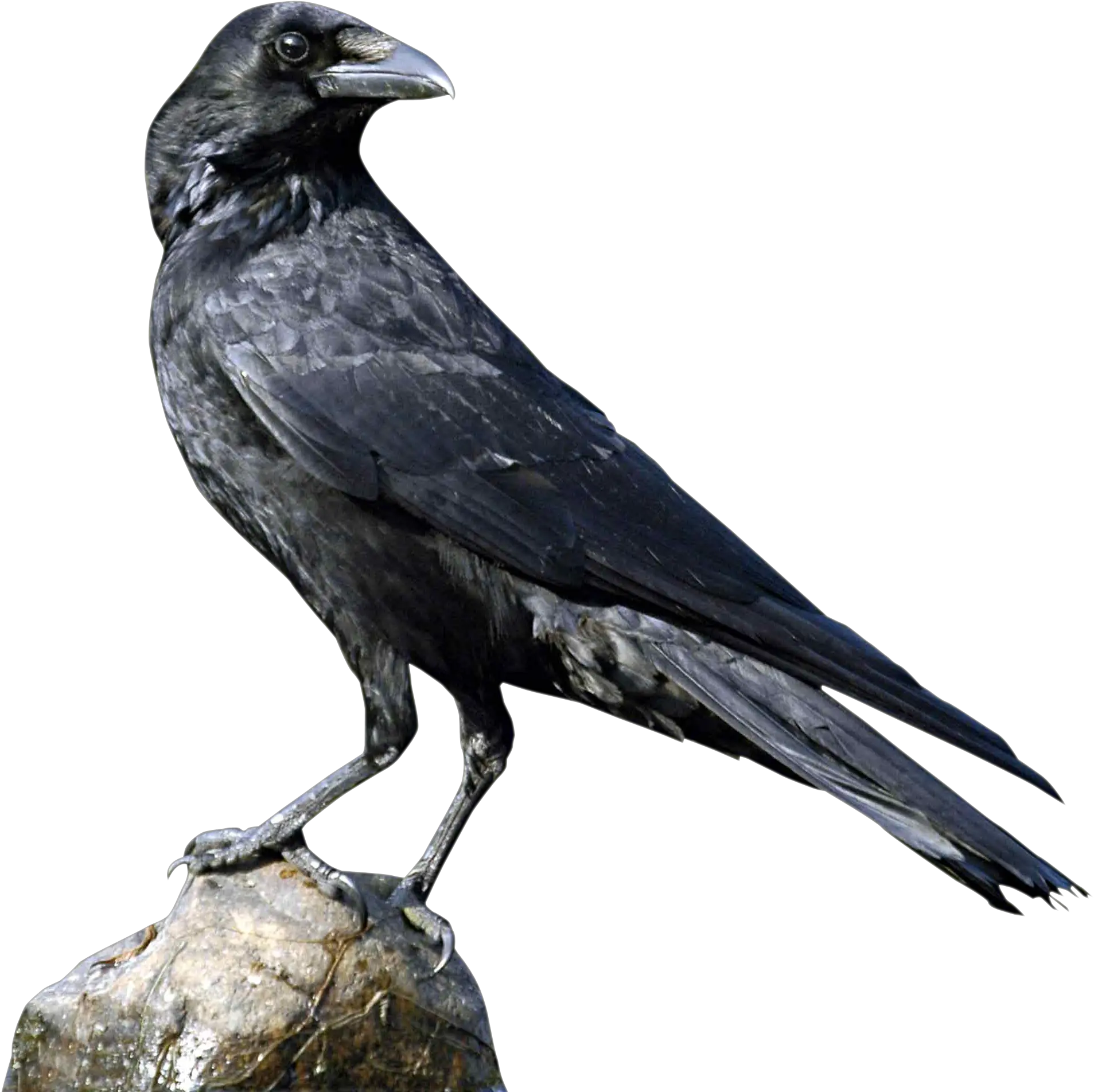 Crow Icon Transparent Png Clipart Crow Png Crows Png