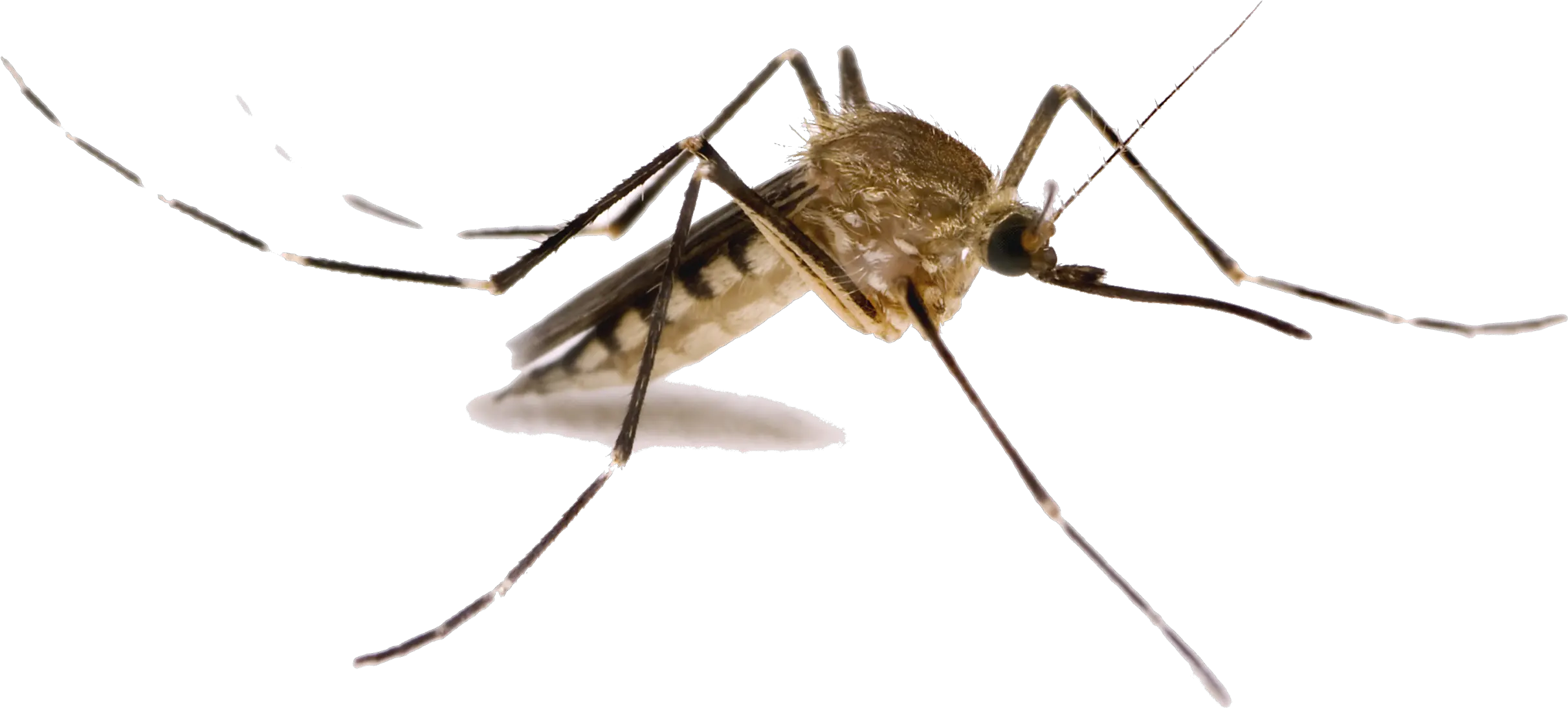 Download Mosquito Png Images Transparent Background Mosquito Png Transparent Pics