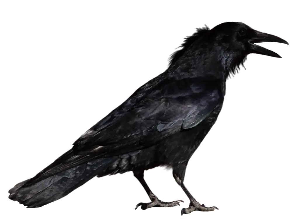 Free Transparent Png Images Transparent Background Crow Png Crow Transparent