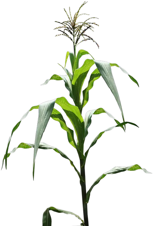 Corn Field Png 4 Image Corn Maize Plant Corn Field Png