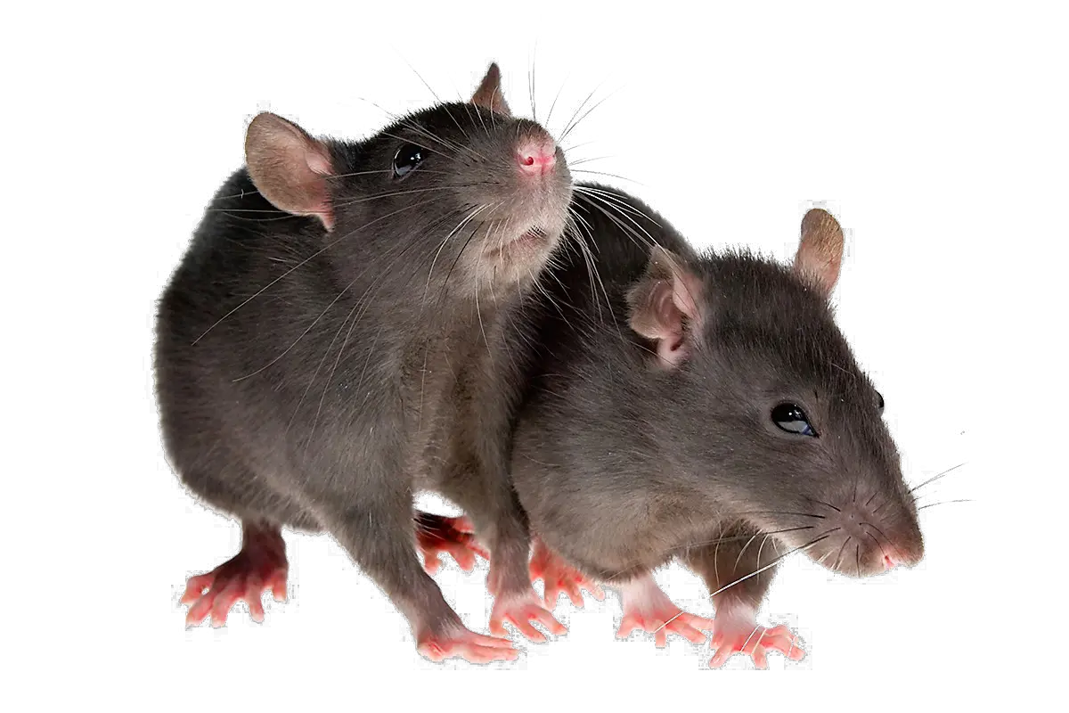 Download Rat Png Image Transparent Transparent Background Rats Png Rat Transparent