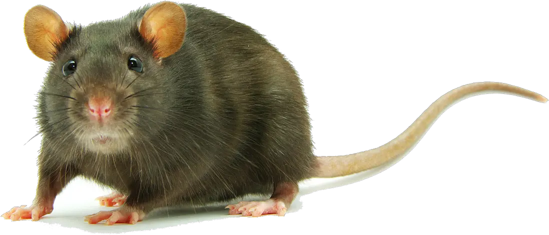 Download Rat Meaning In Hindi Png Rat Transparent