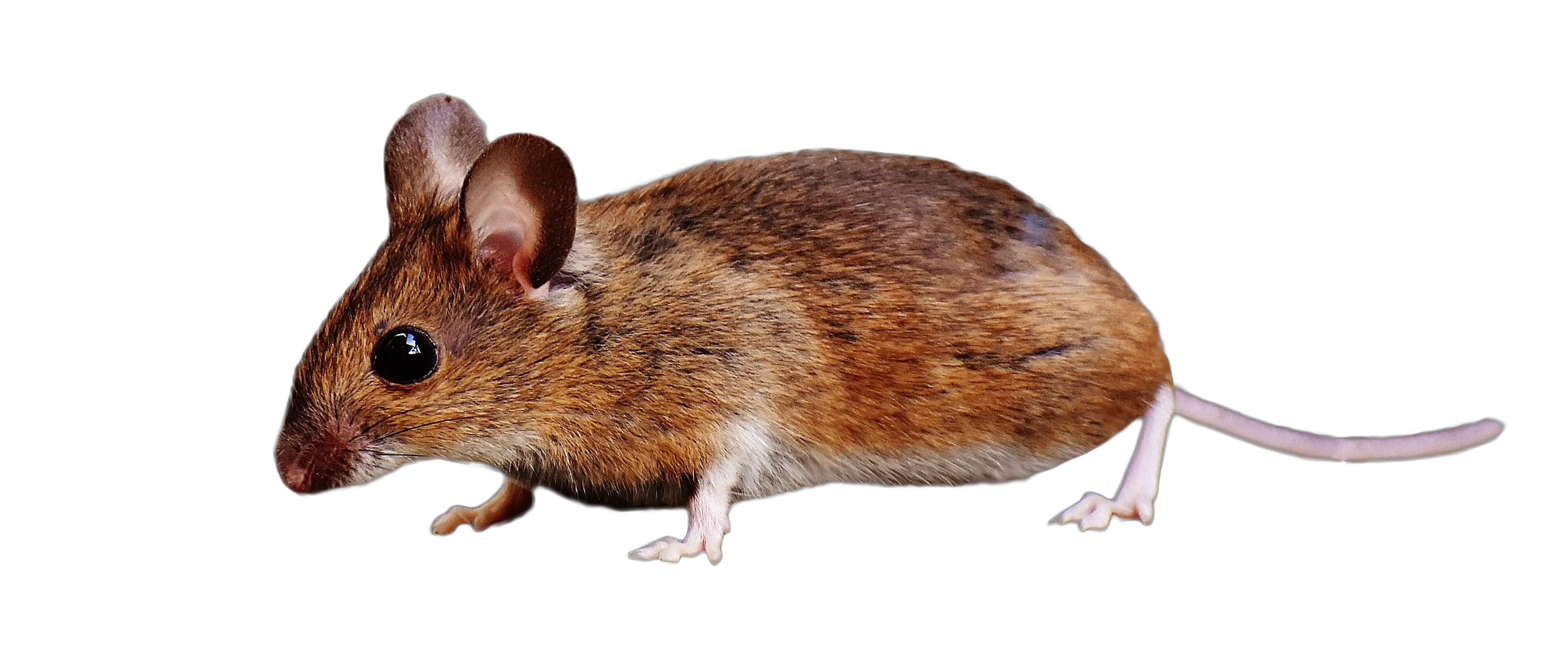 Brown Mouse Standing Png Image Transparent Background Mice Transparent Rat Transparent