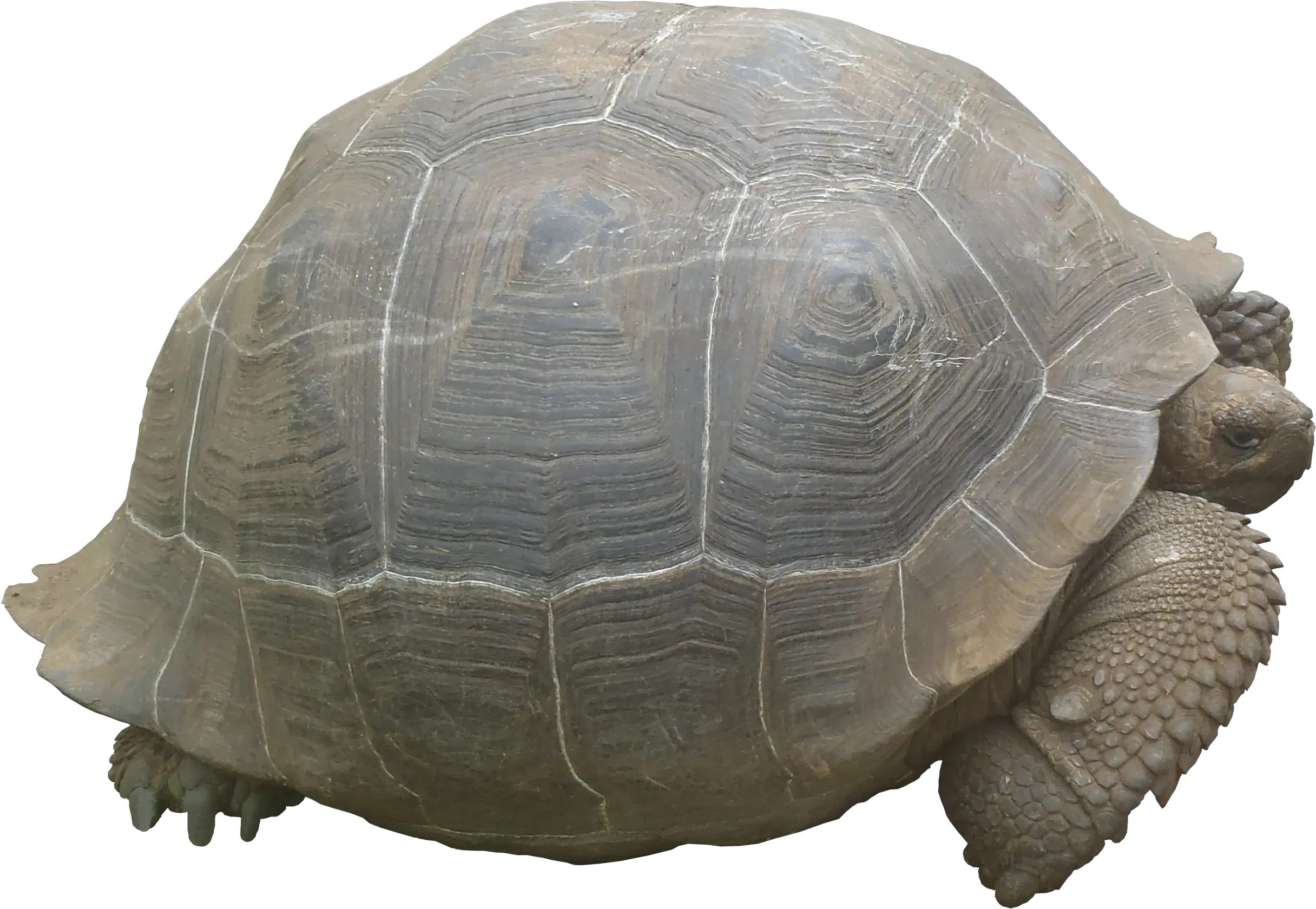 High Qualityfauna Png Textures Desert Tortoise Tortoise Png