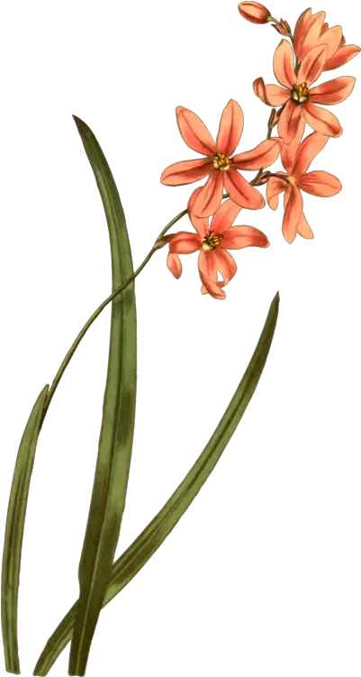 Plantflorapetal Png Clipart Royalty Free Svg Png Lily Family Lily Of The Valley Png